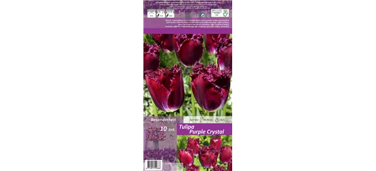 Gefranste Tulpe 'Purple Crystal'