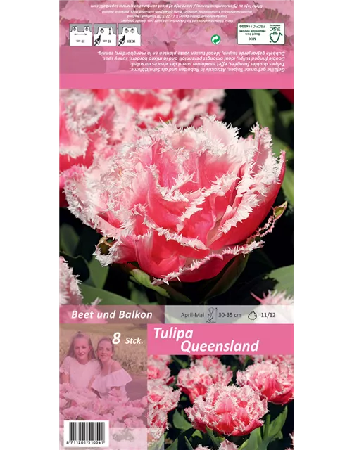 Gefranste Tulpe 'Queensland'
