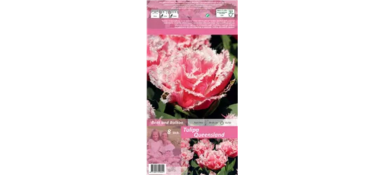 Gefranste Tulpe 'Queensland'