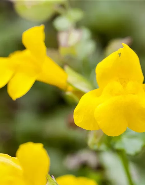 Gelbblühende Gauklerblume