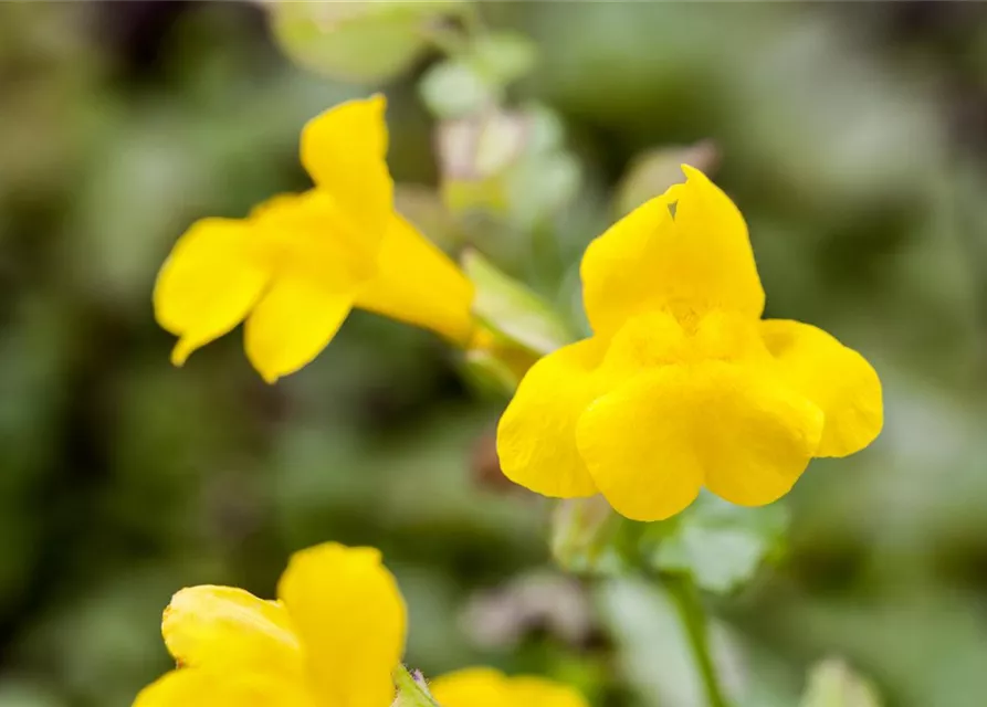 Gelbblühende Gauklerblume