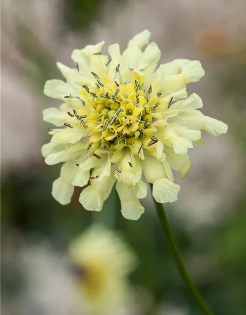 Gelbe Skabiose