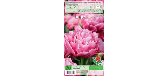 Gefüllte frühe Tulpe 'Aveyron'