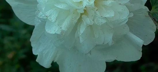 Gefülltblühende Garten-Stockrose