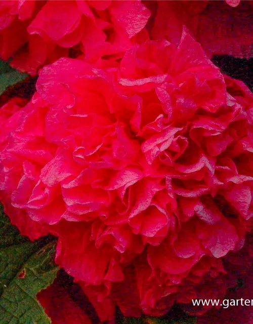 Gefülltblühende Garten-Stockrose