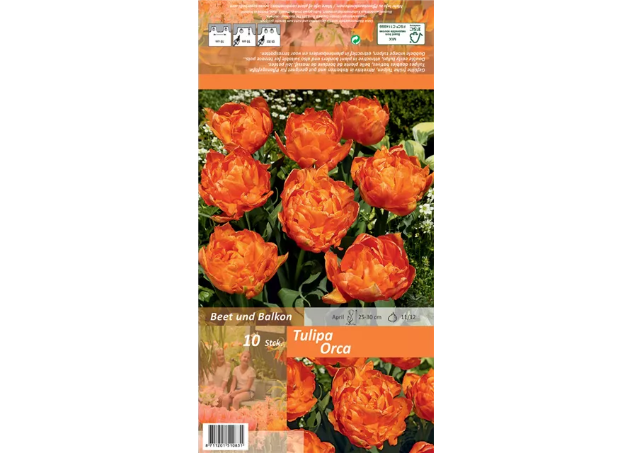 Gefüllte frühe Tulpe 'Orca'