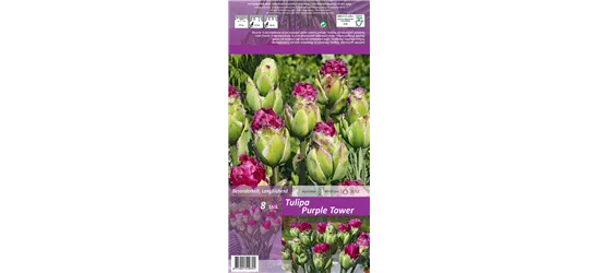 Gefüllte gefranste Tulpe 'Purple Tower'