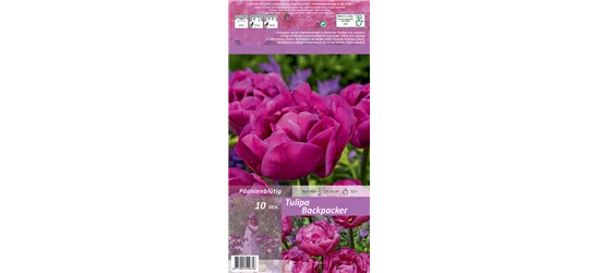 Gefüllte späte Tulpe 'Backpacker'