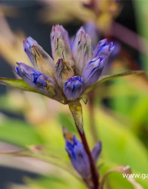 Gentiana dahurica