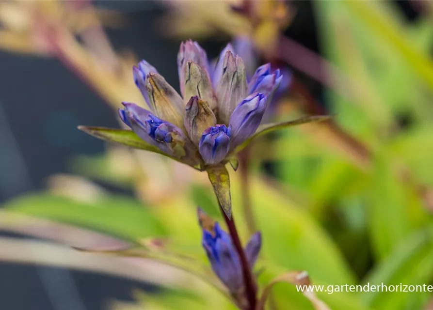 Gentiana dahurica