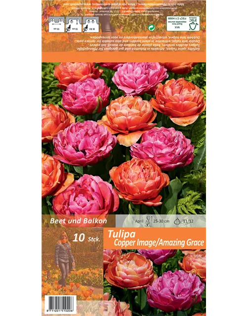 Gefüllte späte Tulpen 'Copper Image & Amazing Grace'