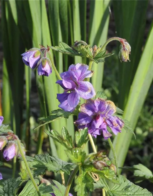 Geranium himalayense 'Plenum' (Birch Double)