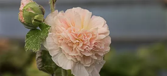 Gefülltblühende Stockrose