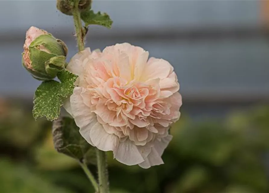 Gefülltblühende Stockrose