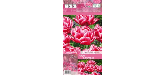 Gefüllte Tulpe 'Columbus'