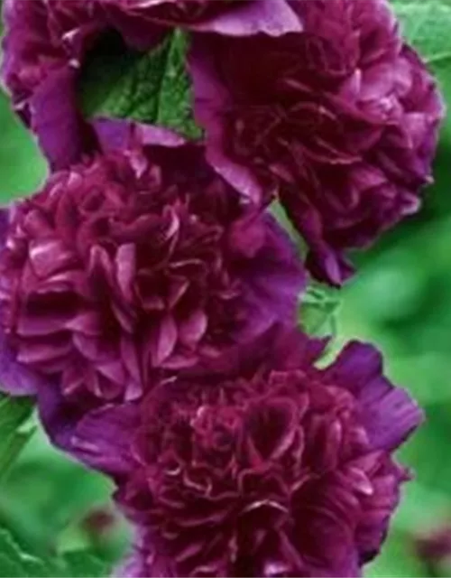 Gefülltblühende Stockrose