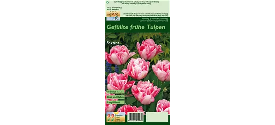 Gefüllte Tulpe 'Foxtrot'