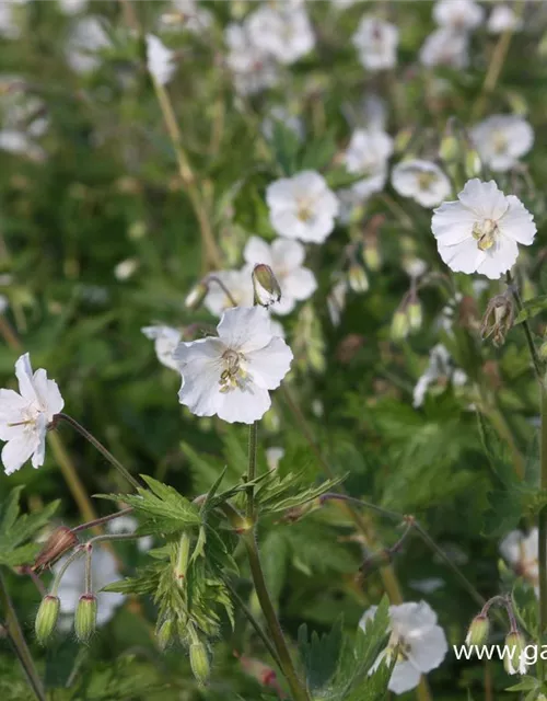 Geranium phaeum 'Album'
