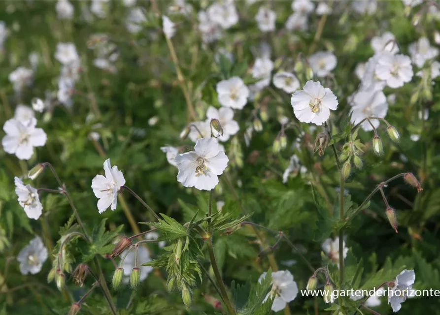 Geranium phaeum 'Album'