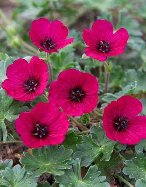 Geranium cinereum 'Jolly Jewel Red'