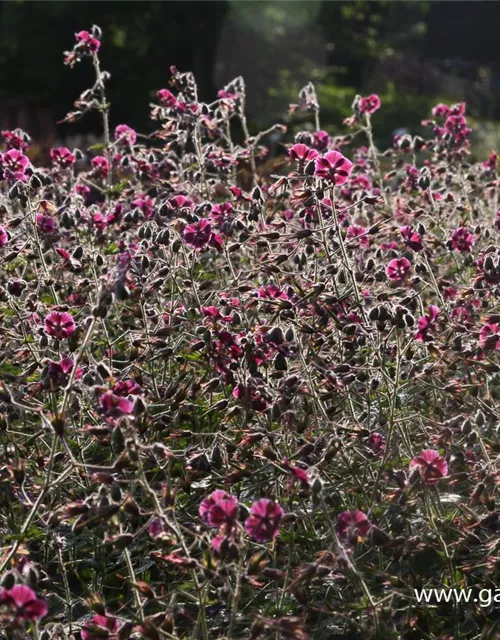 Geranium phaeum 'Samobor'