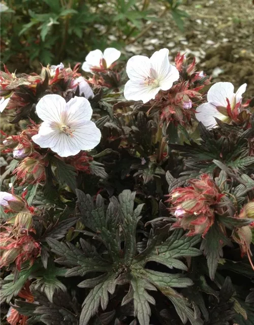 Geranium pratense 'Black'n White Army'