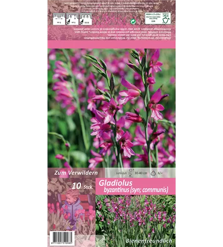 Gewöhnliche Siegwurz