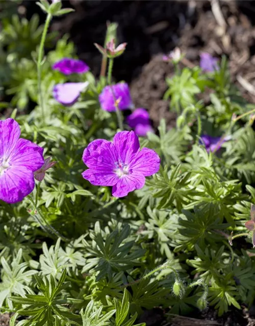 Gestreifter Garten-Storchschnabel 'Ankum´s Pride'