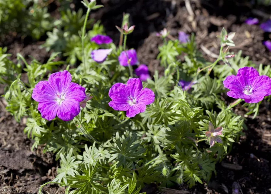 Gestreifter Garten-Storchschnabel 'Ankum´s Pride'