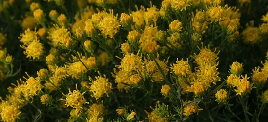 Goldhaar-Aster