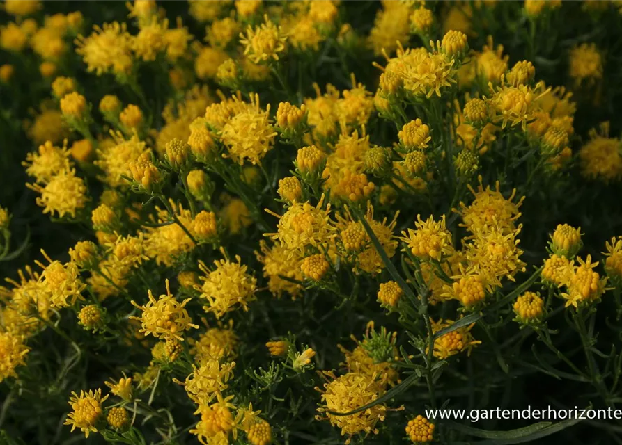 Goldhaar-Aster