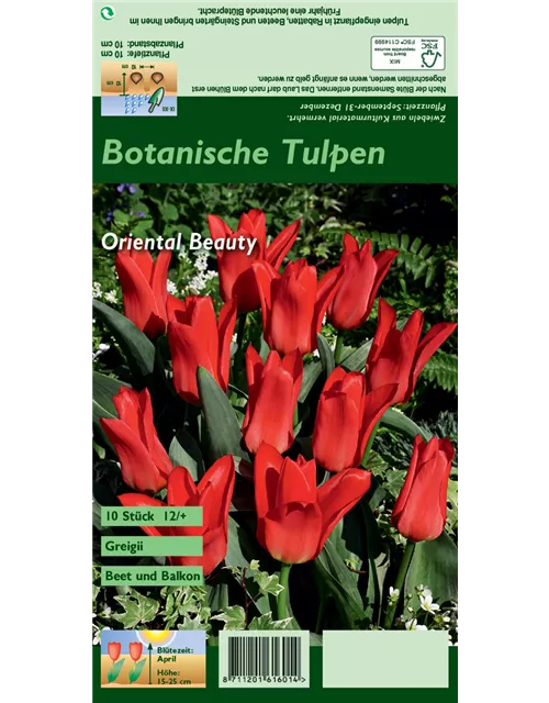 Greigii-Tulpe 'Oriental Beauty'