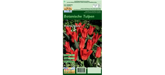 Greigii-Tulpe 'Oriental Beauty'