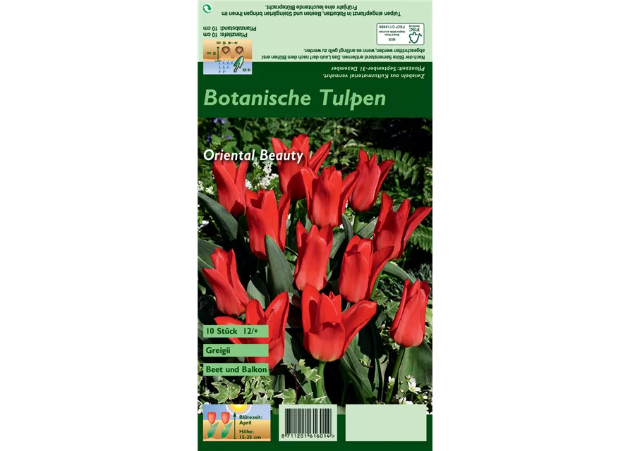 Greigii-Tulpe 'Oriental Beauty'