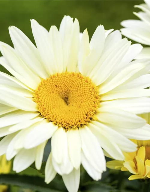 Großblumige Garten-Margerite 'Broadway Lights'®