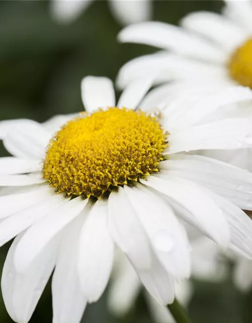 Großblumige Garten-Margerite 'Broadway Lights'®