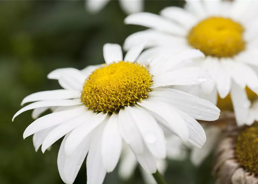 Großblumige Garten-Margerite 'Broadway Lights'®