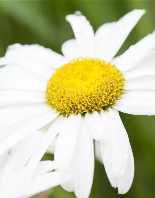 Großblumige Garten-Margerite 'Broadway Lights'®