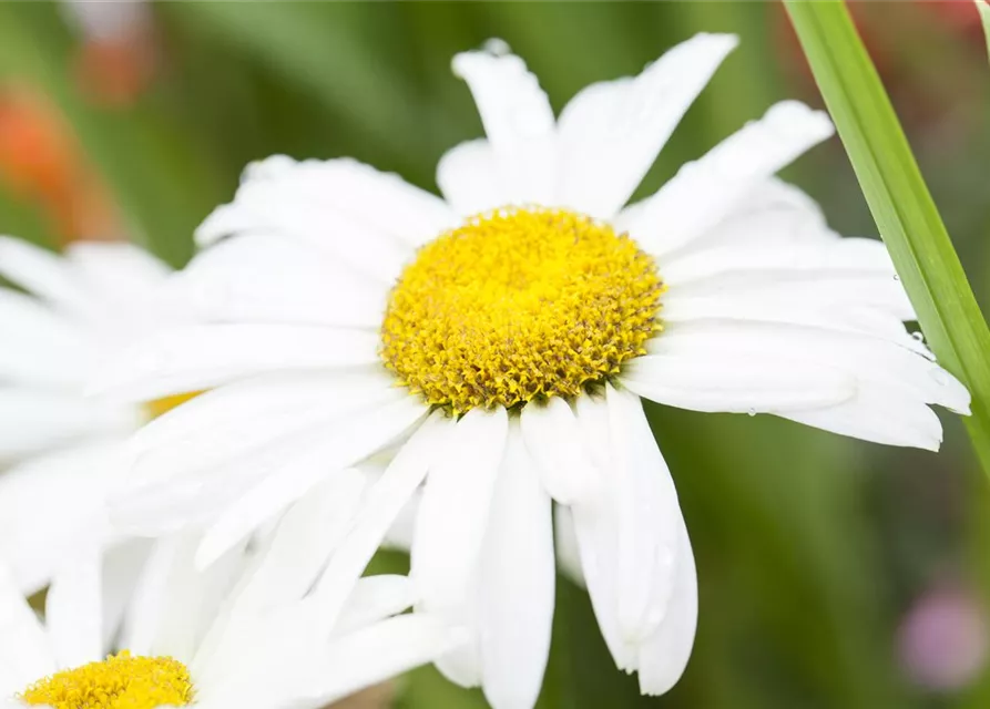Großblumige Garten-Margerite 'Broadway Lights'®