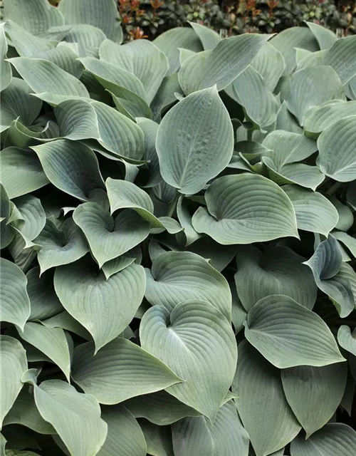 Große Blaublatt-Garten-Funkie 'Elegans'