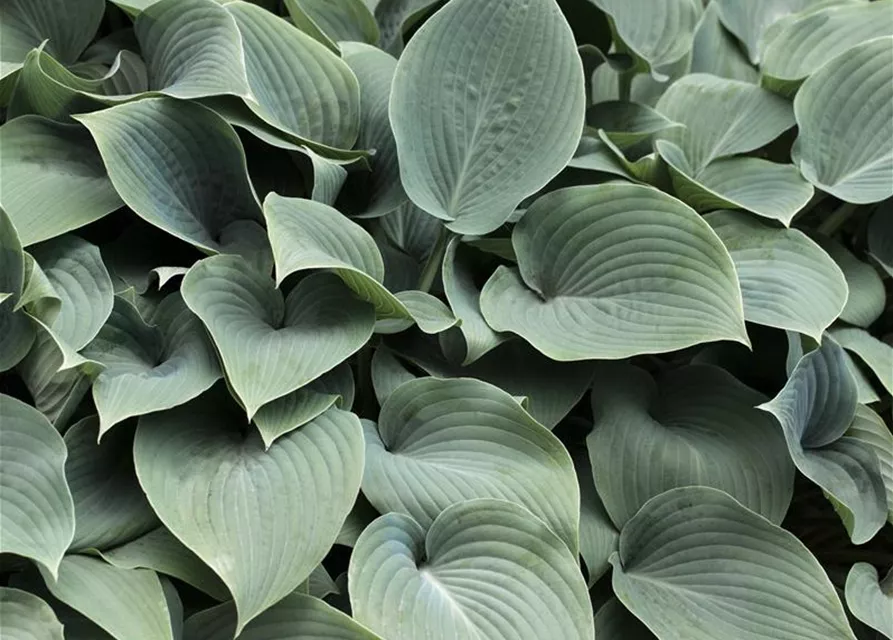 Große Blaublatt-Garten-Funkie 'Elegans'