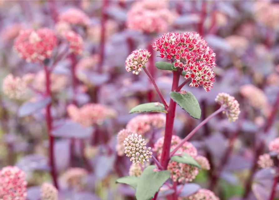 Großes Garten-Fettblatt 'Red Cauli'®