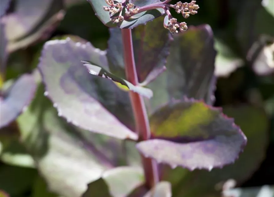 Großes Garten-Fettblatt