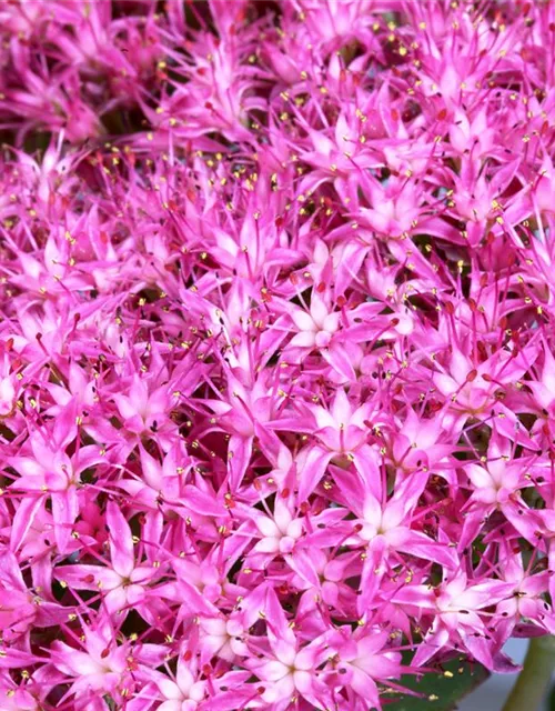 Großes Garten-Fettblatt 'Munstead Dark Red'