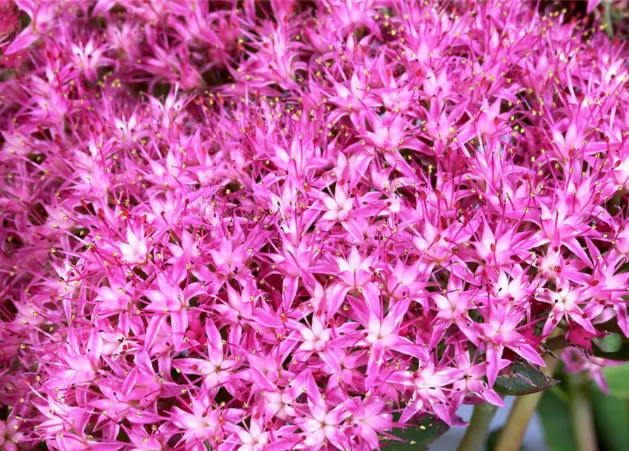 Großes Garten-Fettblatt 'Munstead Dark Red'