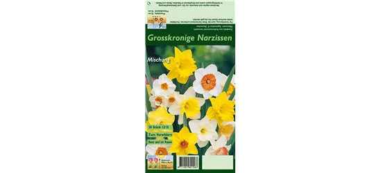 Großkronige Narzisse