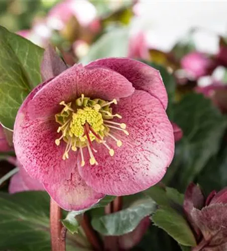 STAUDENPFLANZUNG LEICHT GEMACHT