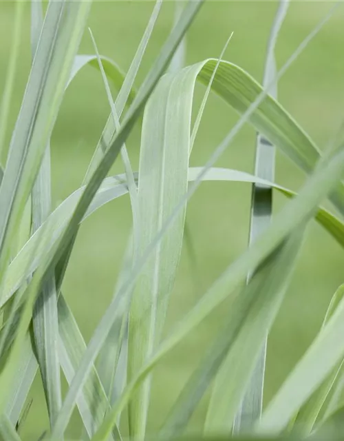 Hakonechloa macra