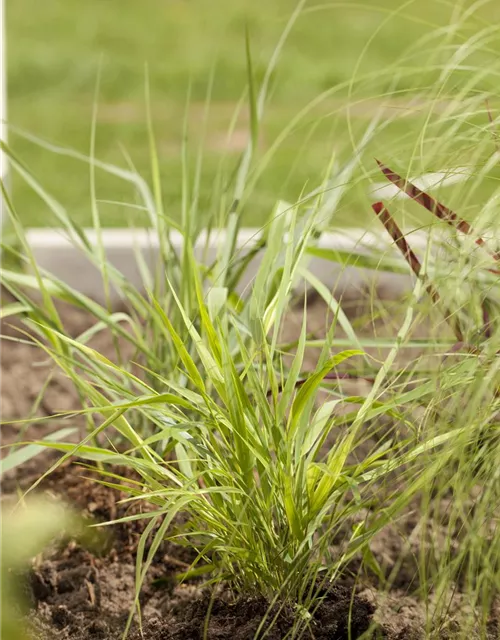 Hakonechloa macra