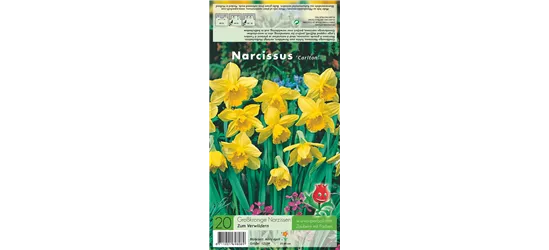 Großkronige Narzisse 'Carlton'